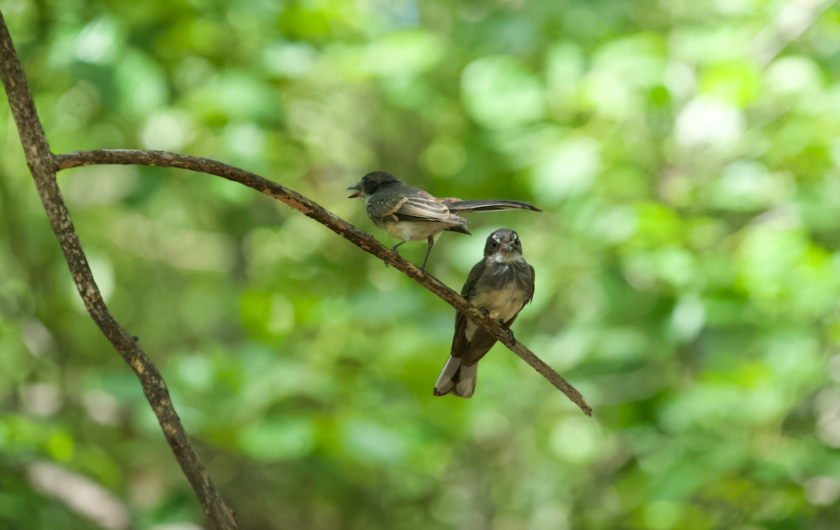 Northern Fantail - ML618253633