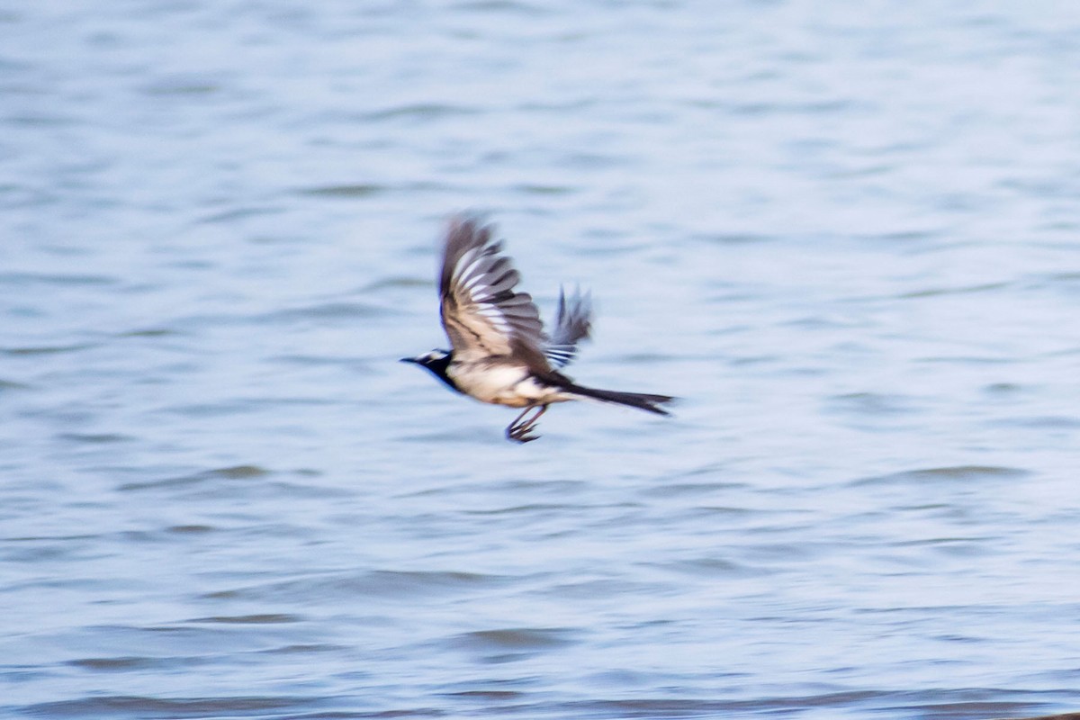 White-browed Wagtail - Prem swaroop Kolluru