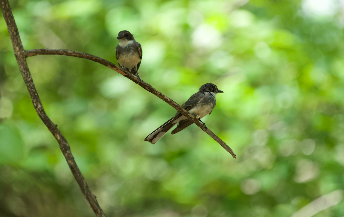 Northern Fantail - ML618253638