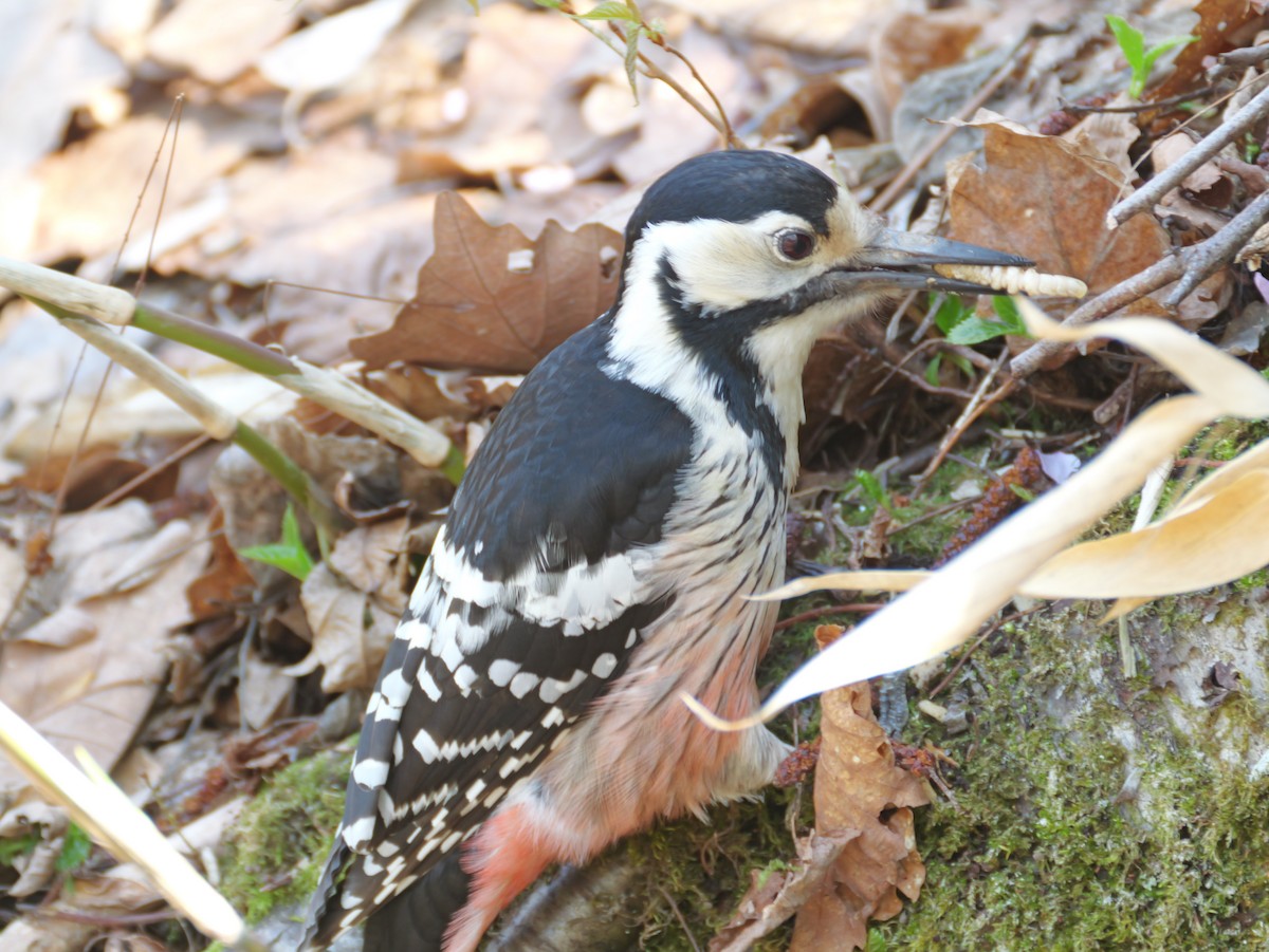 White-backed Woodpecker - としふみ しみず