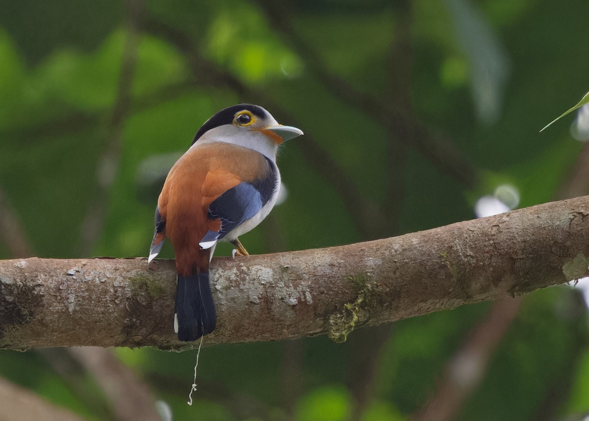 Silver-breasted Broadbill - Ayuwat Jearwattanakanok