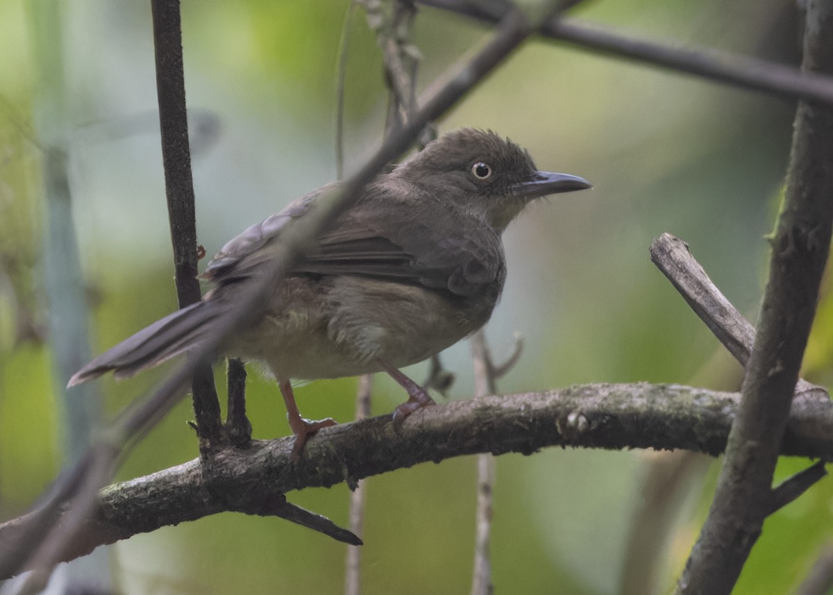 Cream-vented/Cream-eyed Bulbul - ML618253660