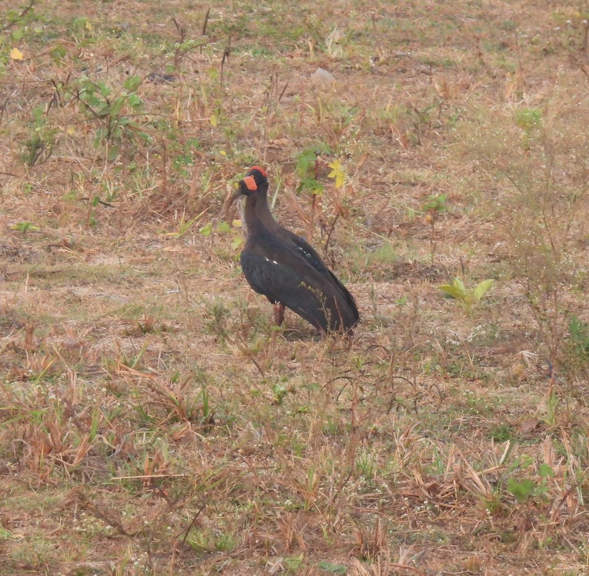 ibis bradavičnatý - ML618253668
