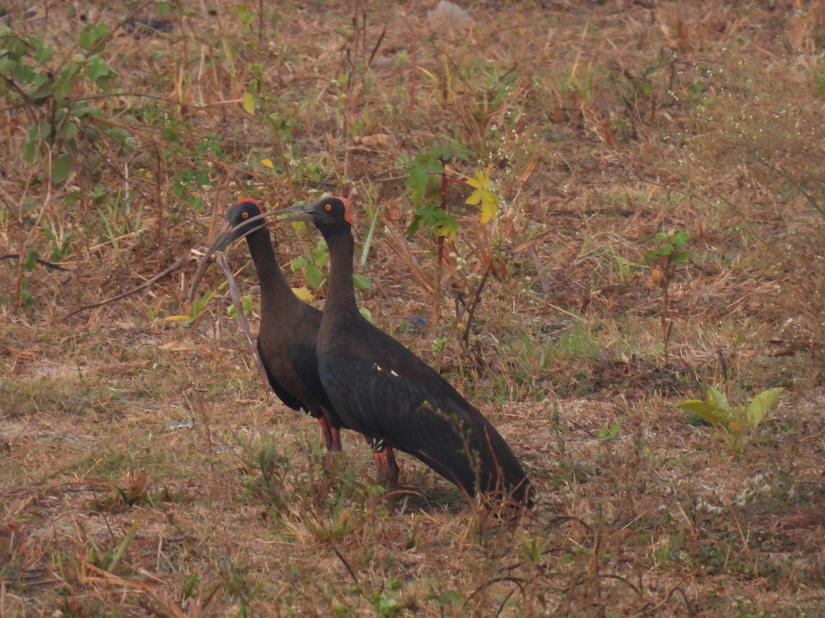 ibis bradavičnatý - ML618253672