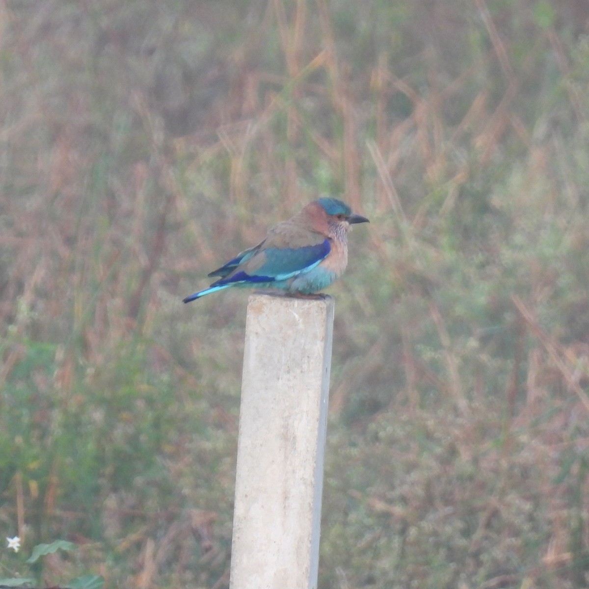 Indian Roller - ML618253679