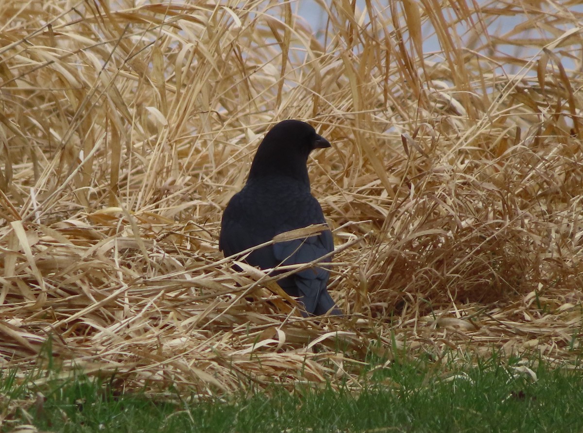 American Crow - Violet Kosack