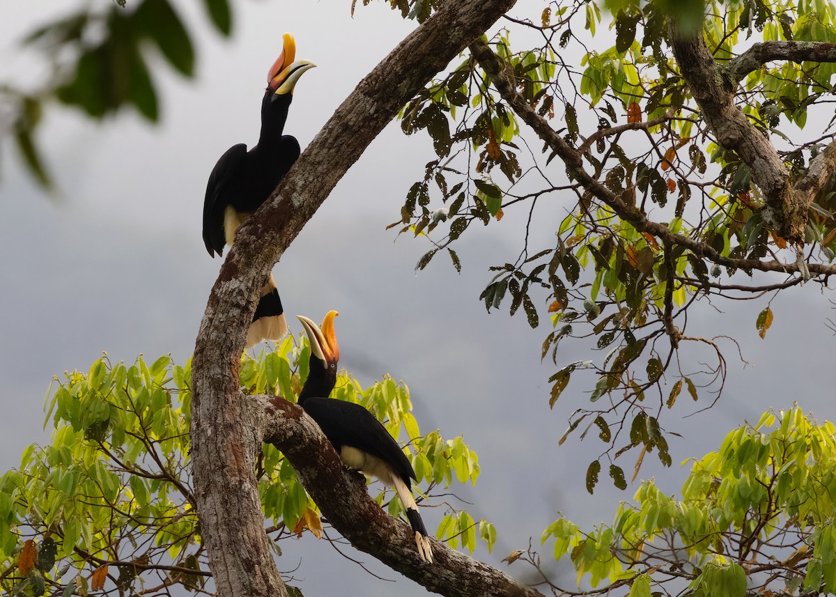 Rhinoceros Hornbill - Ayuwat Jearwattanakanok