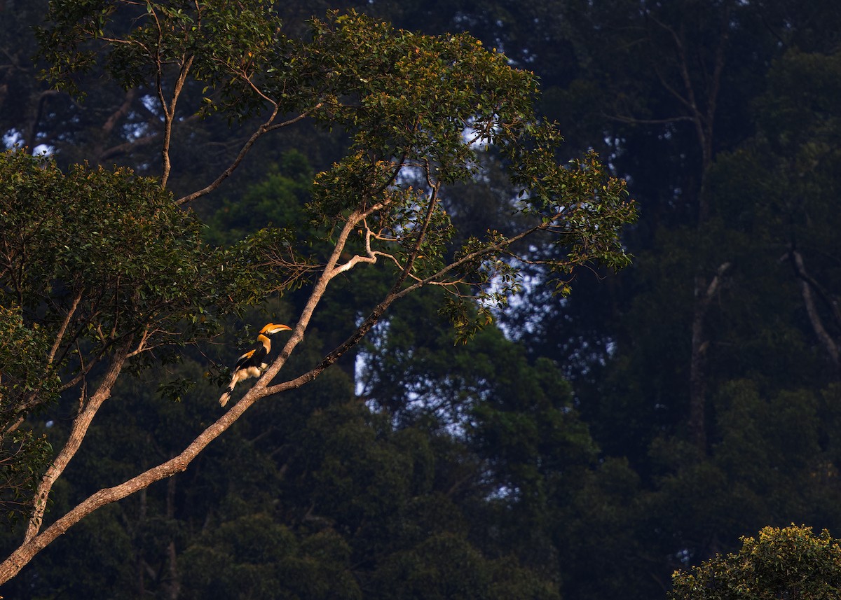 Great Hornbill - Ayuwat Jearwattanakanok