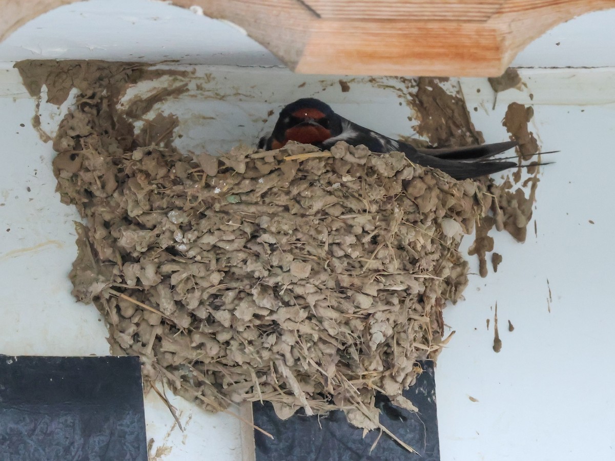 Barn Swallow - Muammer Ülker