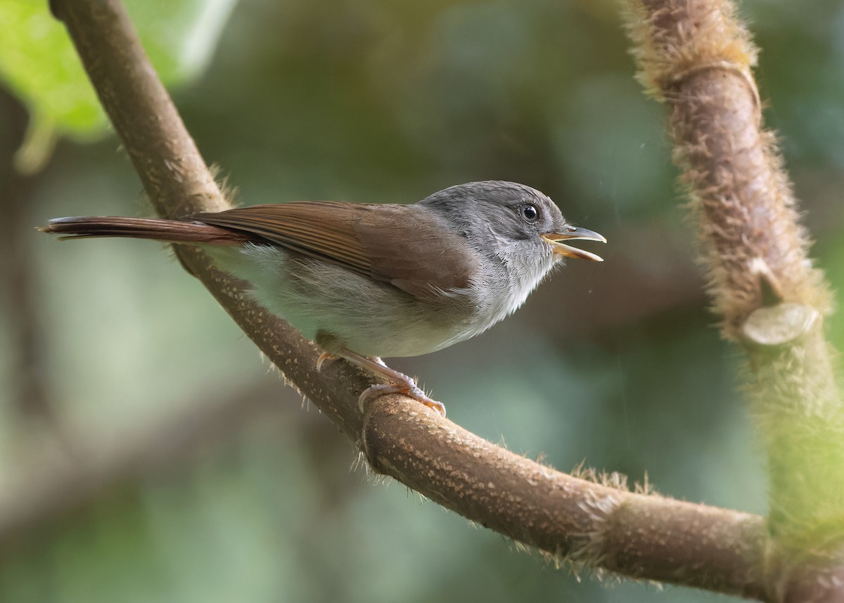 Brown Fulvetta - Ayuwat Jearwattanakanok