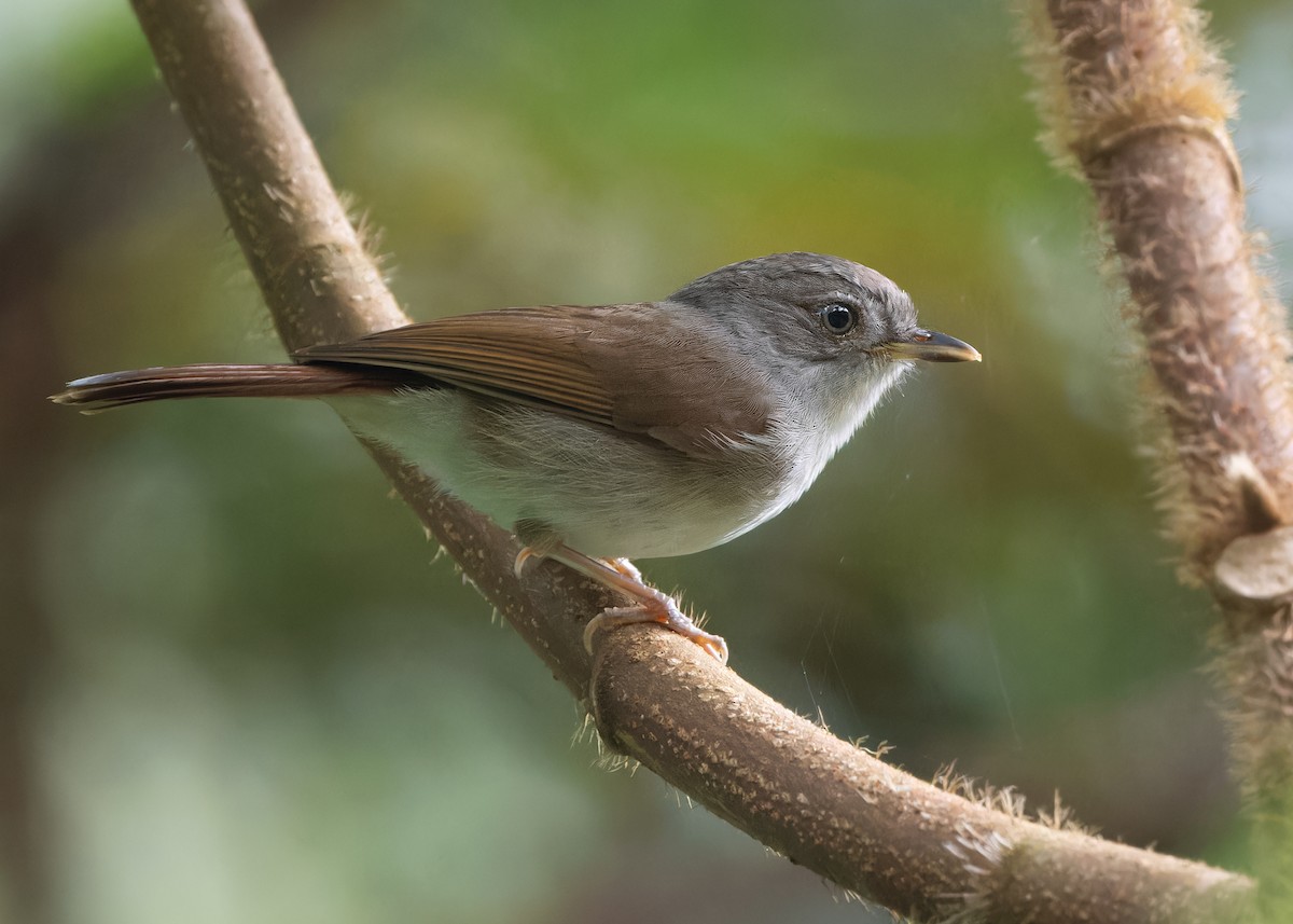 Brown Fulvetta - ML618253712