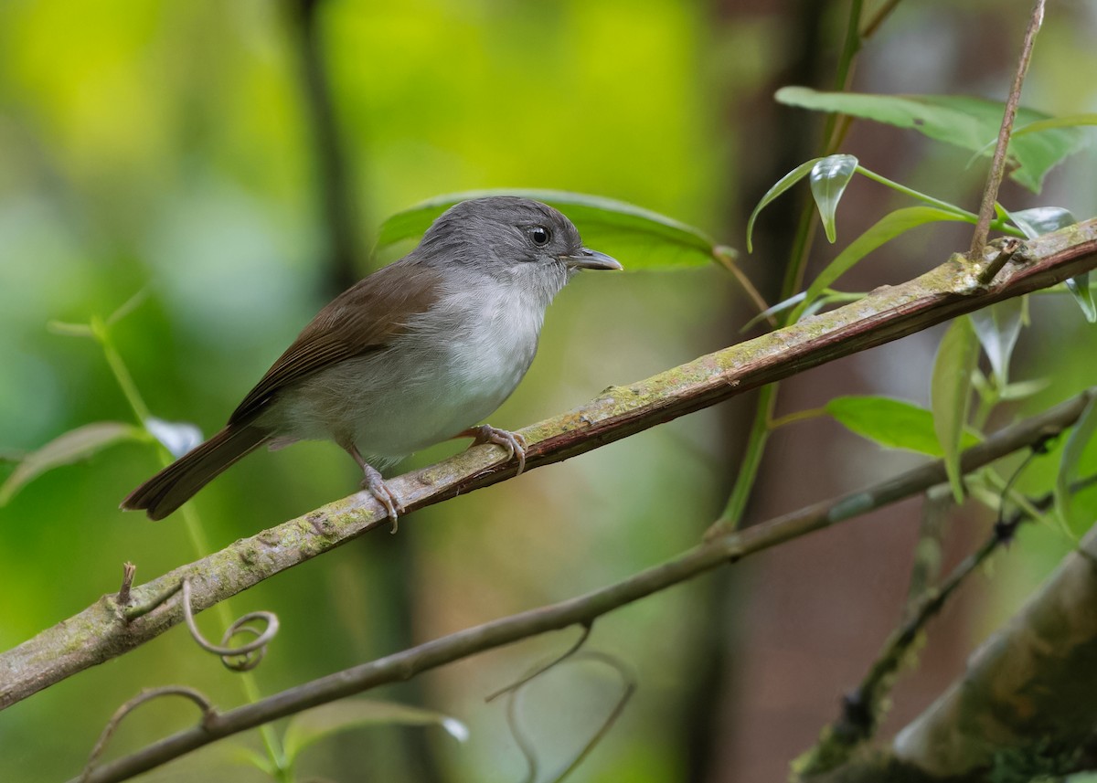 Brown Fulvetta - Ayuwat Jearwattanakanok