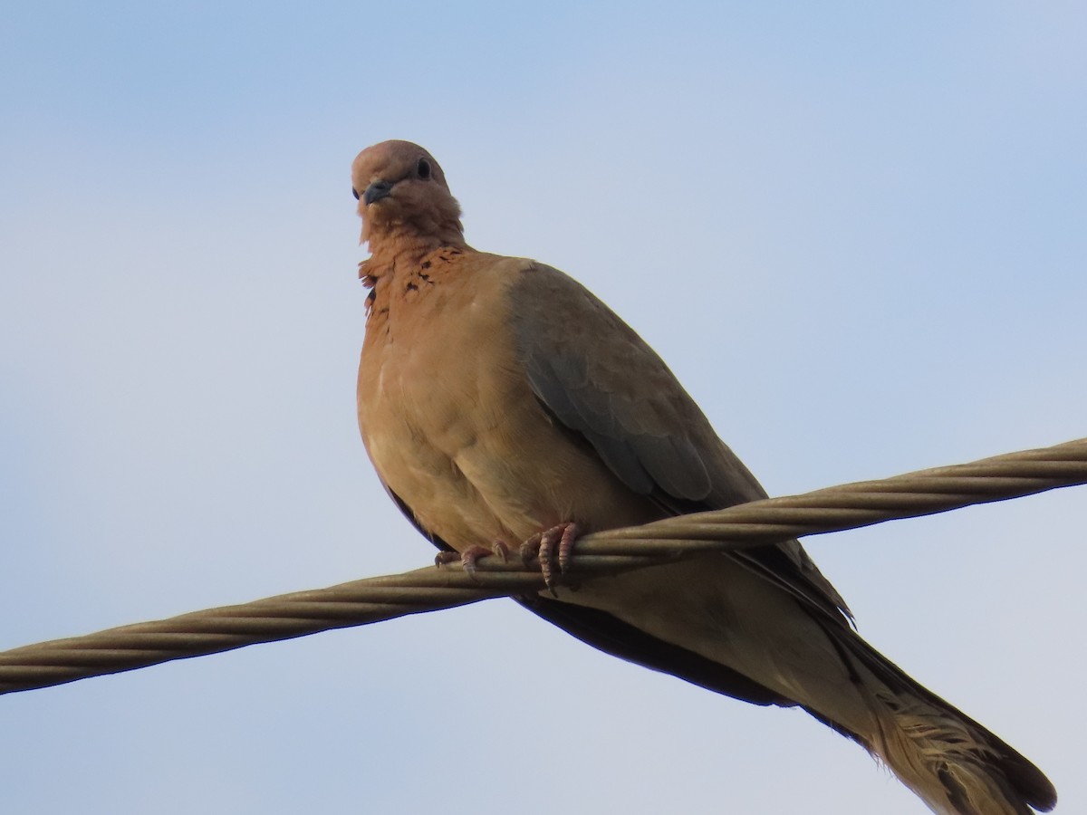 Laughing Dove - Shilpa Gadgil