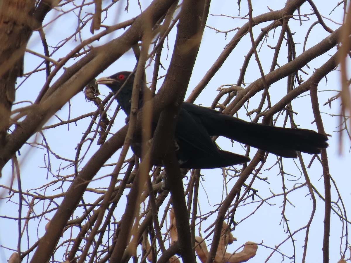 Asian Koel - Shilpa Gadgil