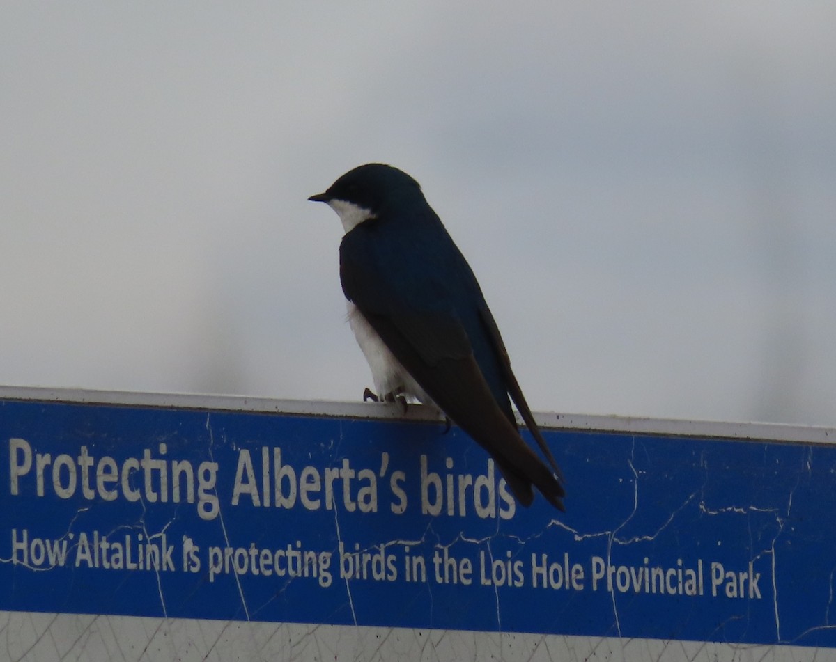 Tree Swallow - Violet Kosack