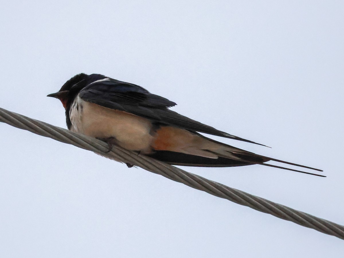 Barn Swallow - ML618253735