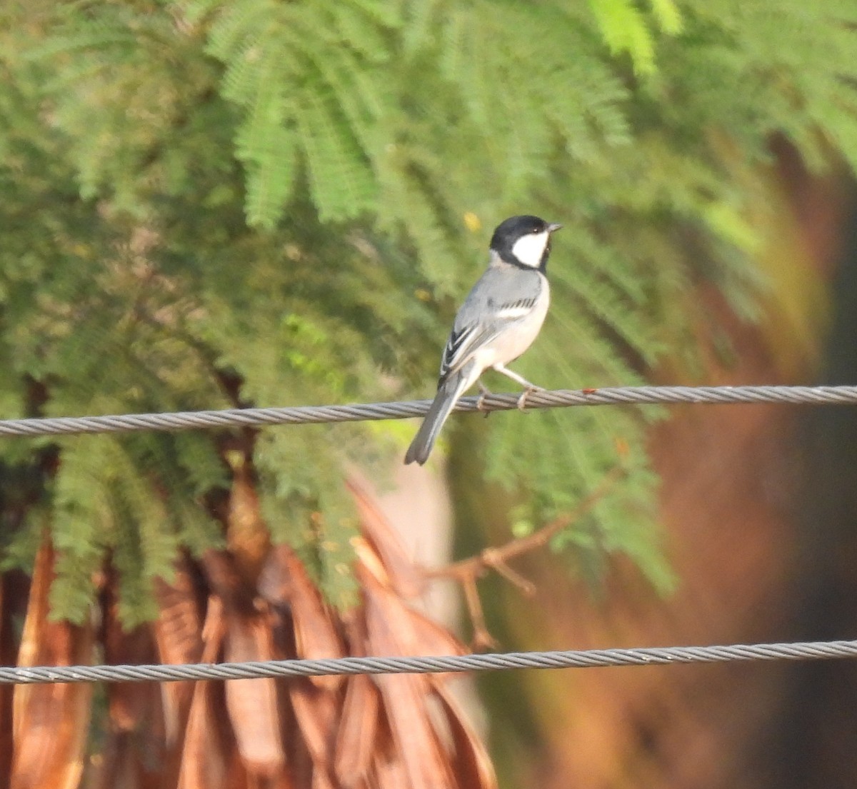 Cinereous Tit - ML618253740