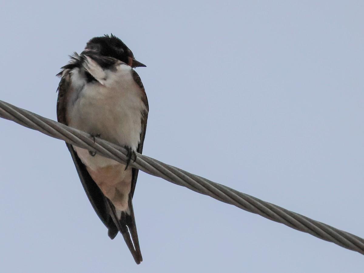 Barn Swallow - Muammer Ülker