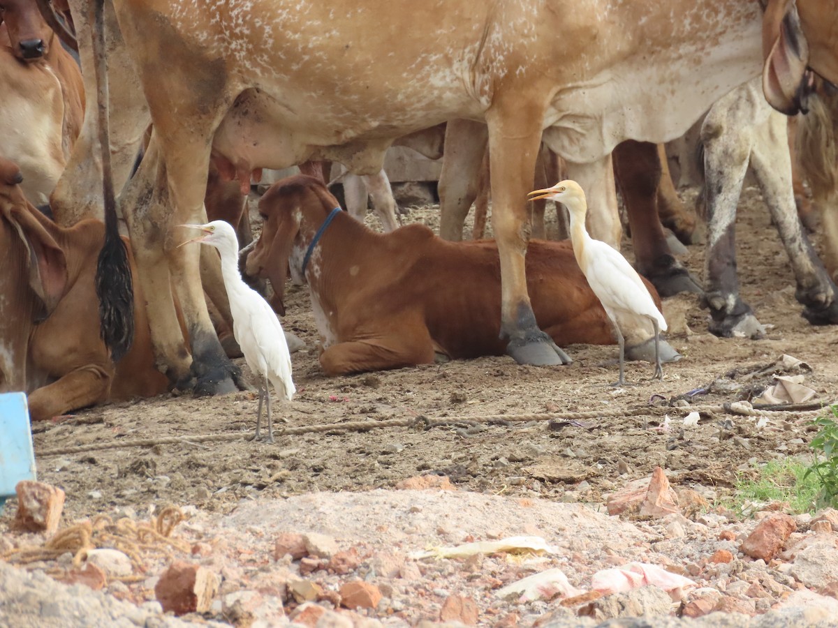 Eastern Cattle Egret - Shilpa Gadgil