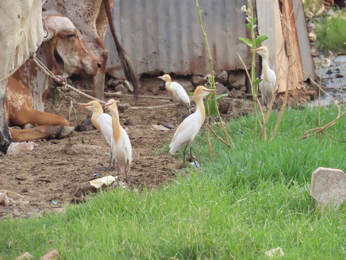 Eastern Cattle Egret - Shilpa Gadgil