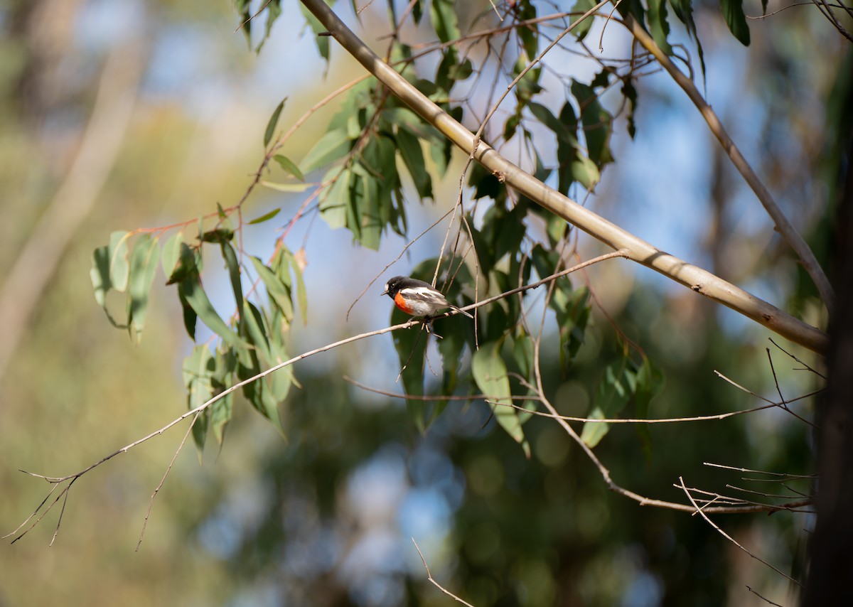 Scarlet Robin - ML618253778