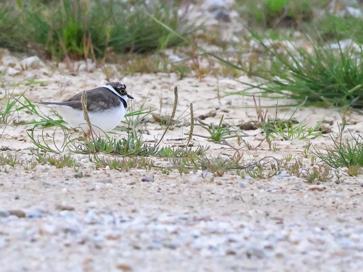 Little Ringed Plover - ML618253789