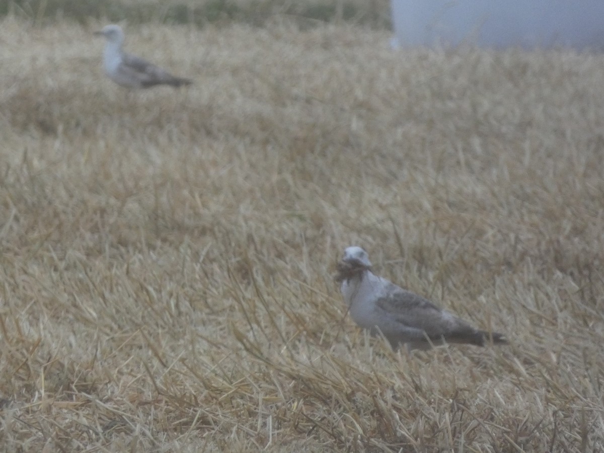 Yellow-legged Gull - Bruno Asencio Sevillano