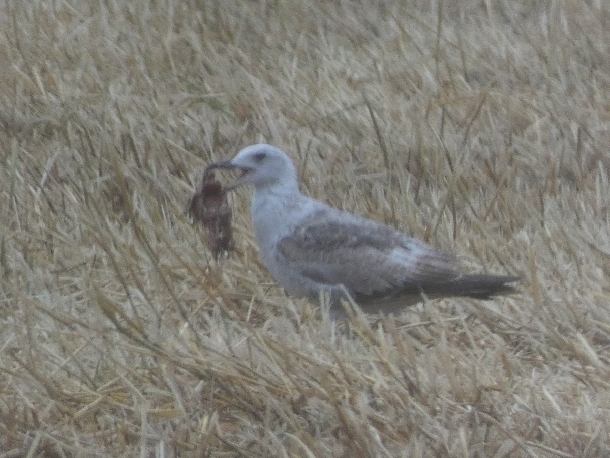 Yellow-legged Gull - Bruno Asencio Sevillano