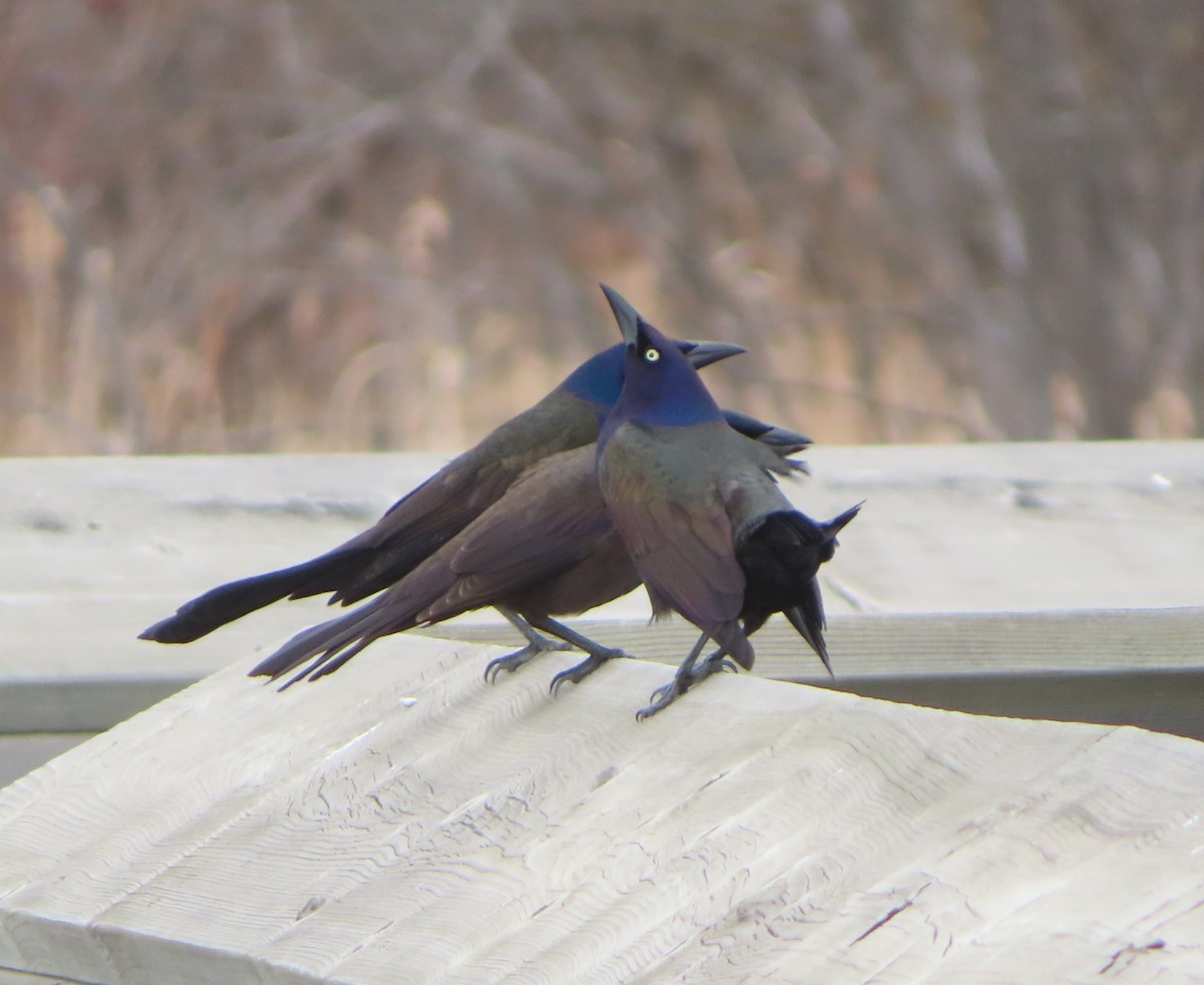 Common Grackle - Violet Kosack