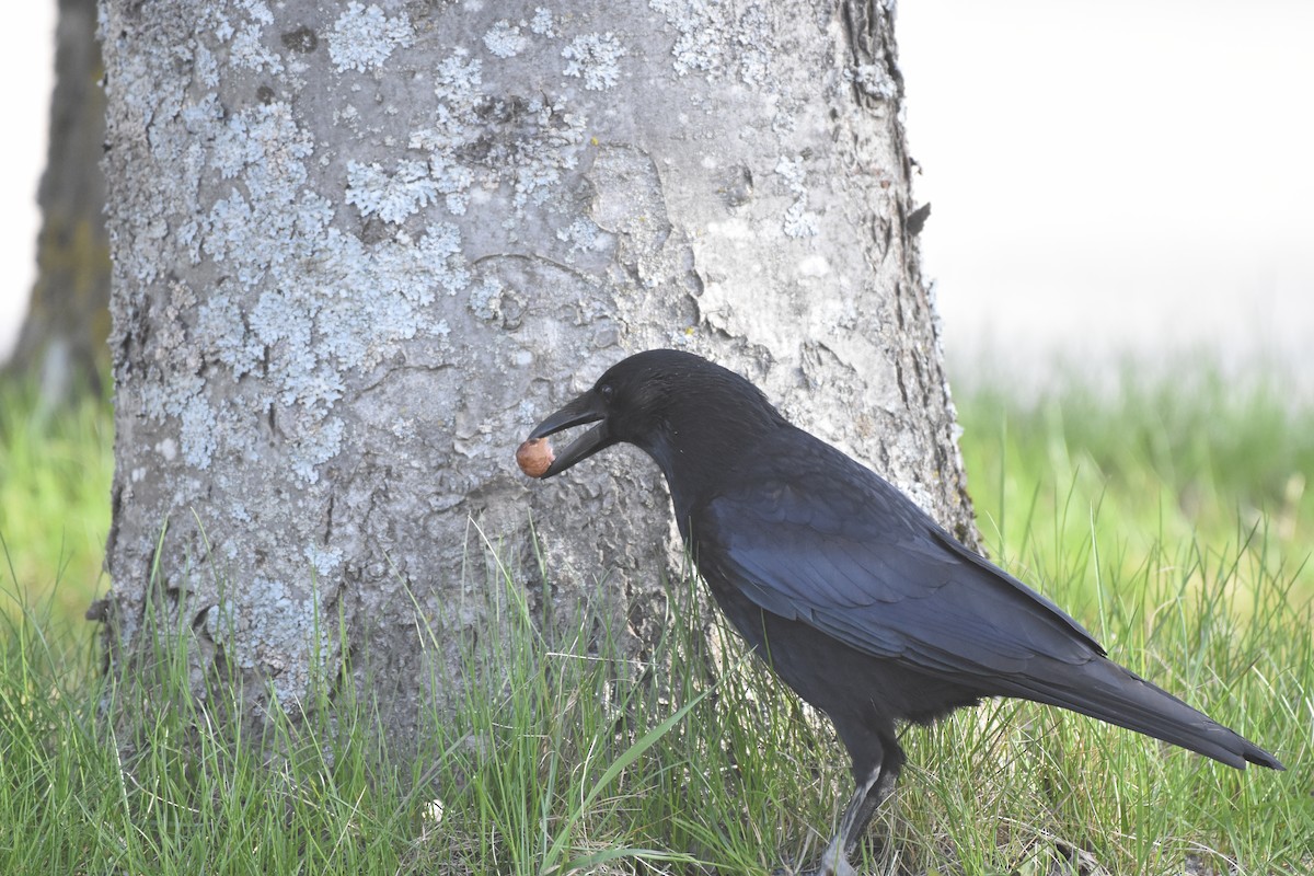 Carrion Crow - ML618253838