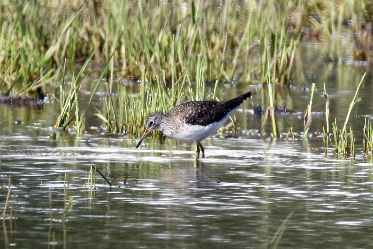 Solitary Sandpiper - Marlene Cashen