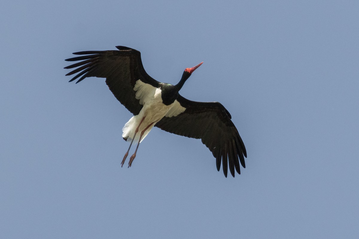 Black Stork - Michal Bagala