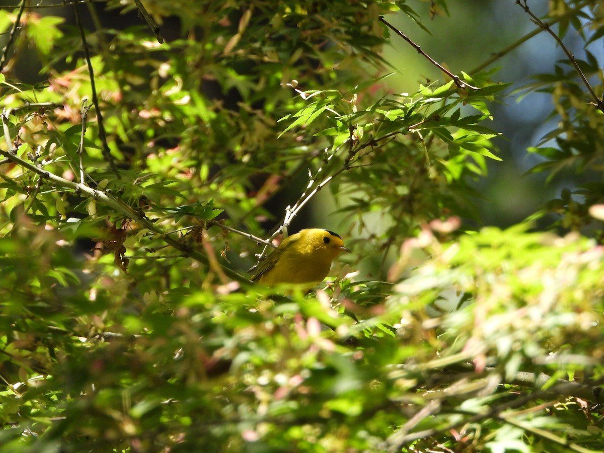 Wilson's Warbler - Dorian Charnis