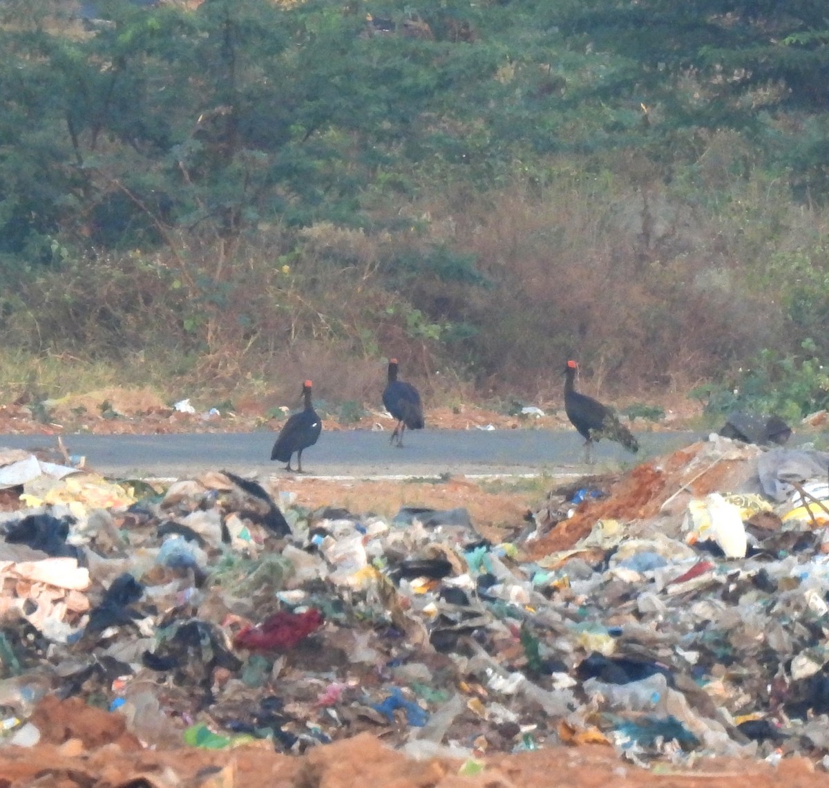 Red-naped Ibis - Rama M V