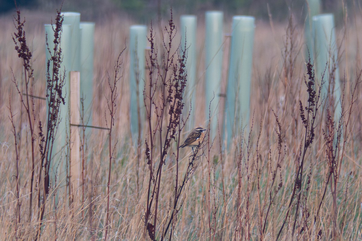 Whinchat - Pasi Hyvönen