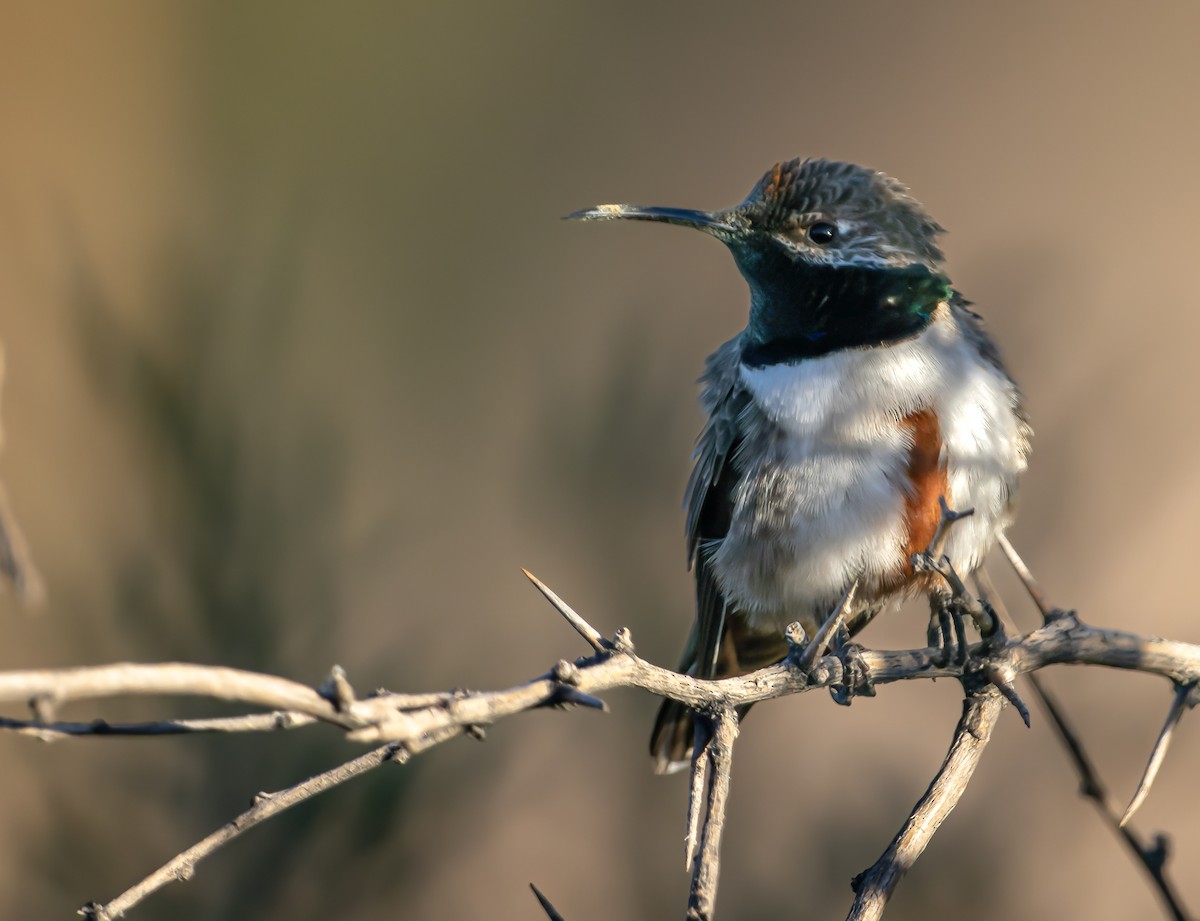 Colibrí Puneño - ML618253953