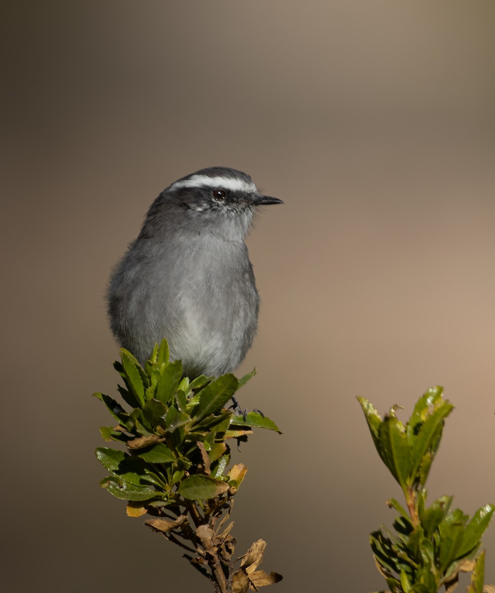 White-browed Chat-Tyrant - Kike Muñoz olate