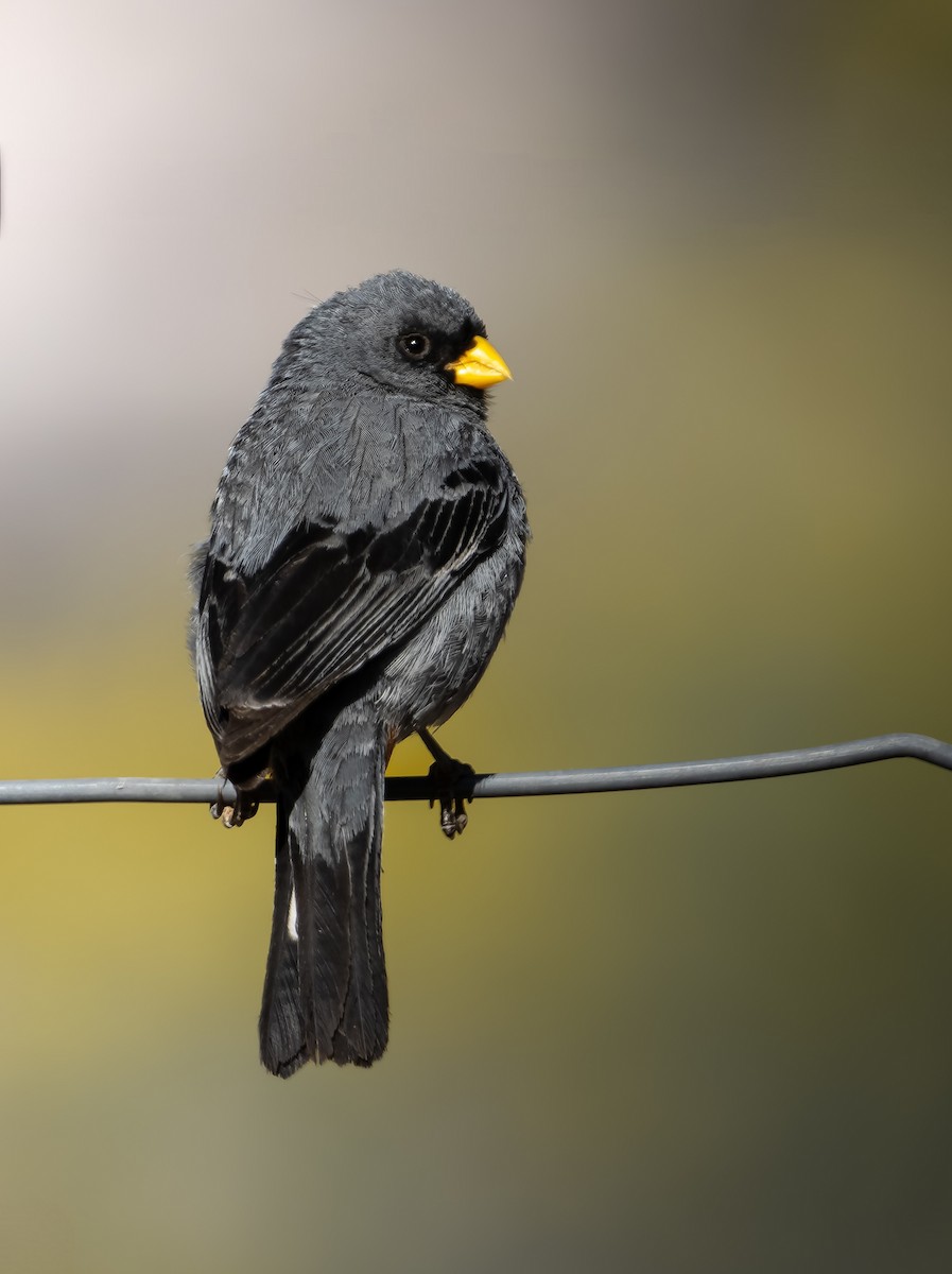 Band-tailed Seedeater - Kike Muñoz olate