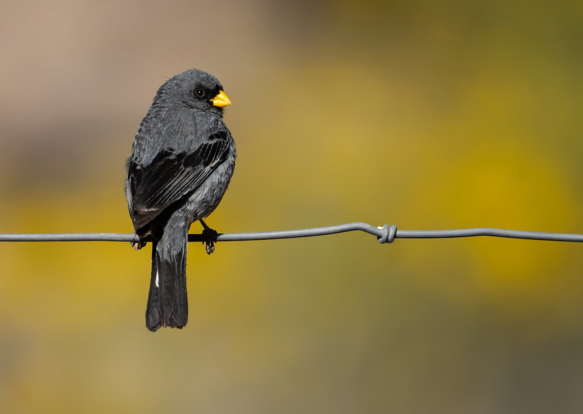 Band-tailed Seedeater - Kike Muñoz olate