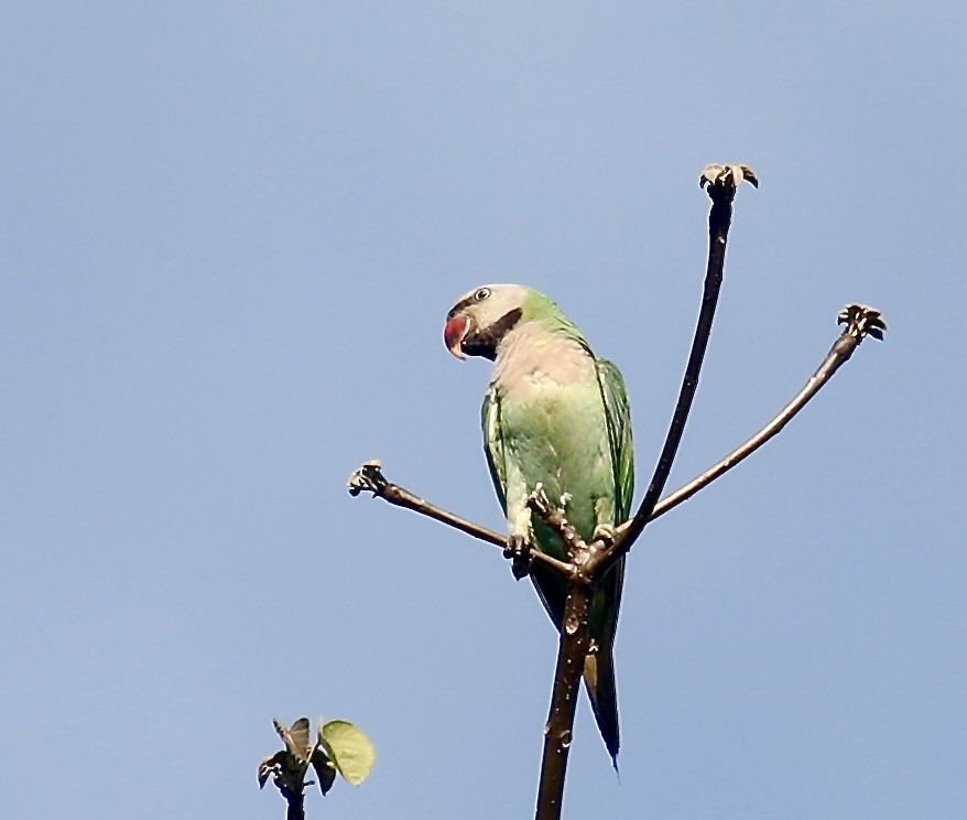 Red-breasted Parakeet - Mark  Hogarth