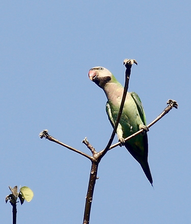 Red-breasted Parakeet - Mark  Hogarth