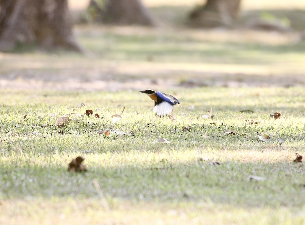 Blue-winged Pitta - Mark  Hogarth