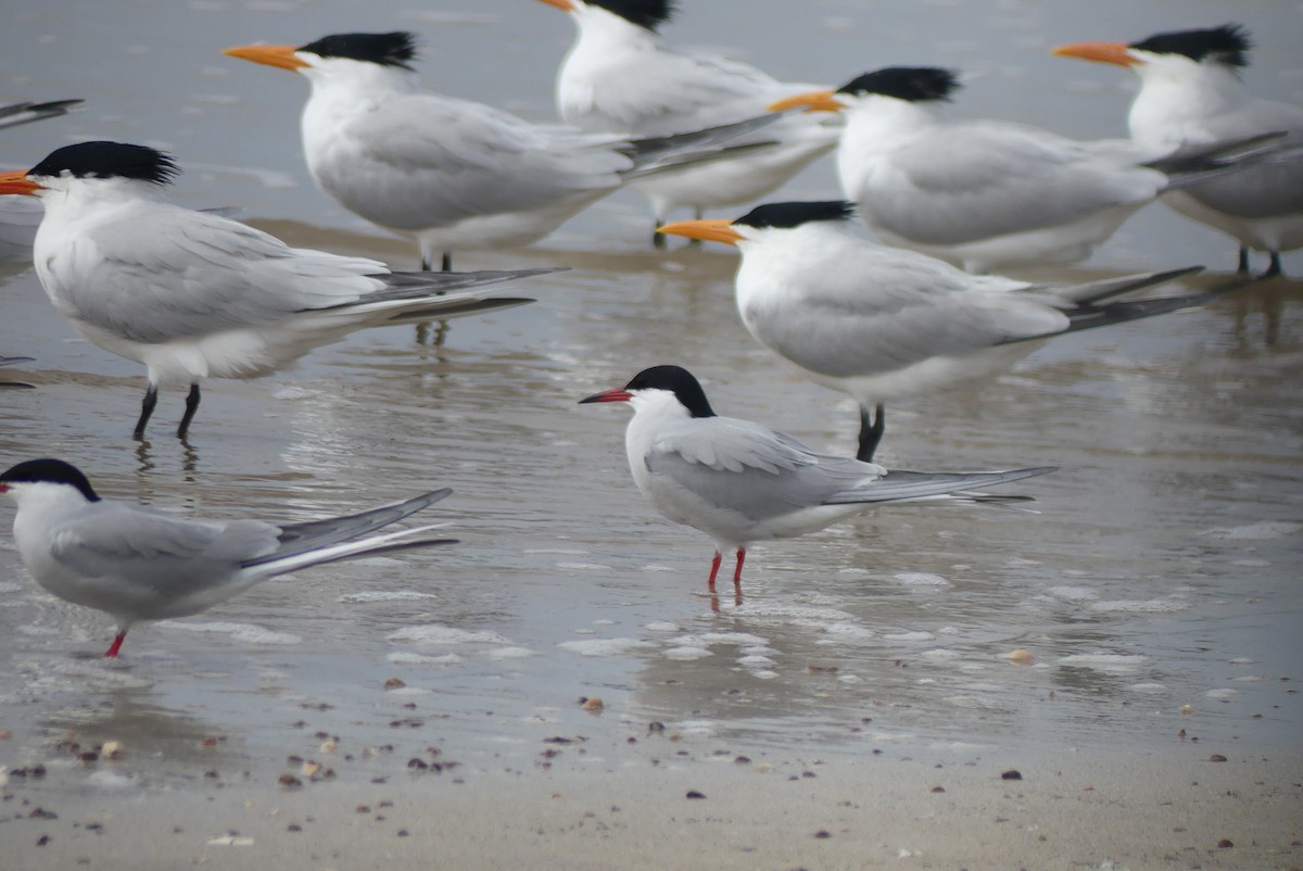 Common Tern - Brian Jones