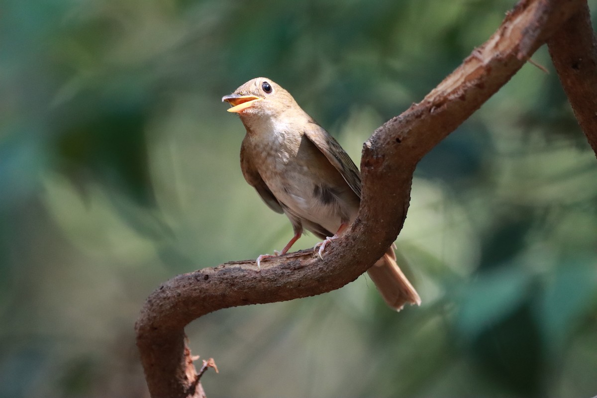 Brown-chested Jungle Flycatcher - Orathai Naumphan