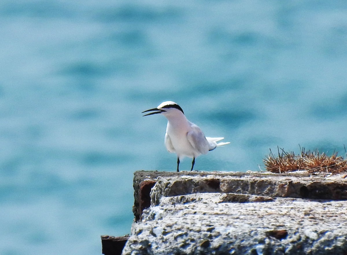 Black-naped Tern - Prabhudatta Bal