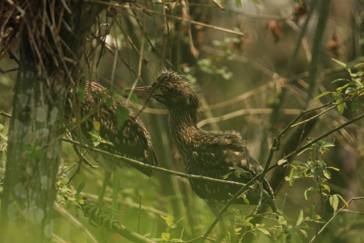 Black-crowned Night Heron - James（於任） Tu （杜）