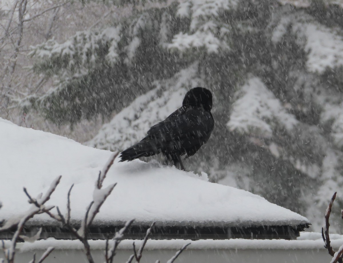 American Crow - Violet Kosack