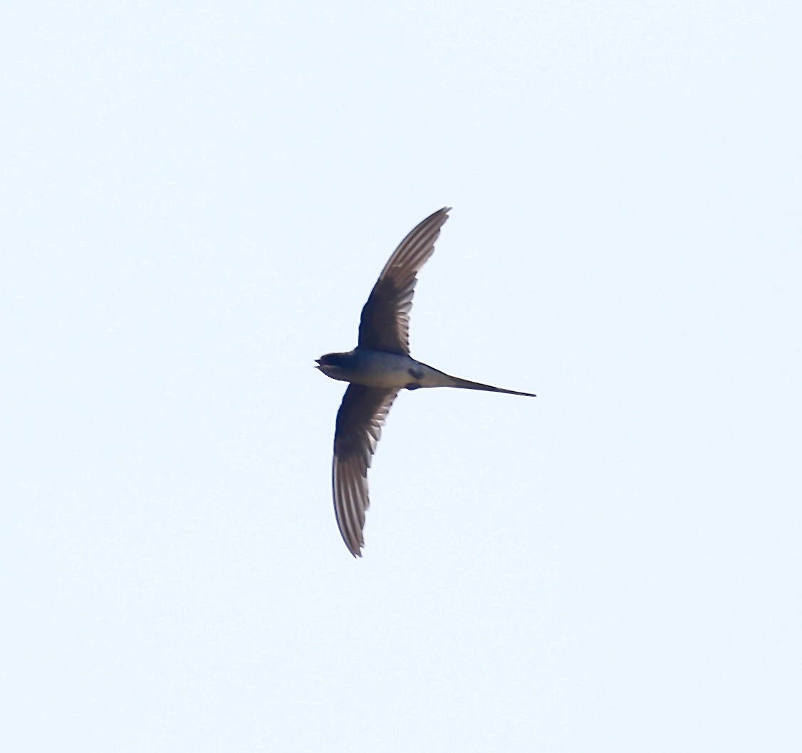 Crested Treeswift - Mark  Hogarth