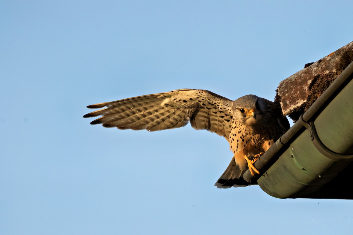 Eurasian Kestrel - Gerald Schuster