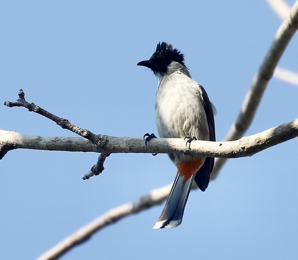 Sooty-headed Bulbul - Mark  Hogarth